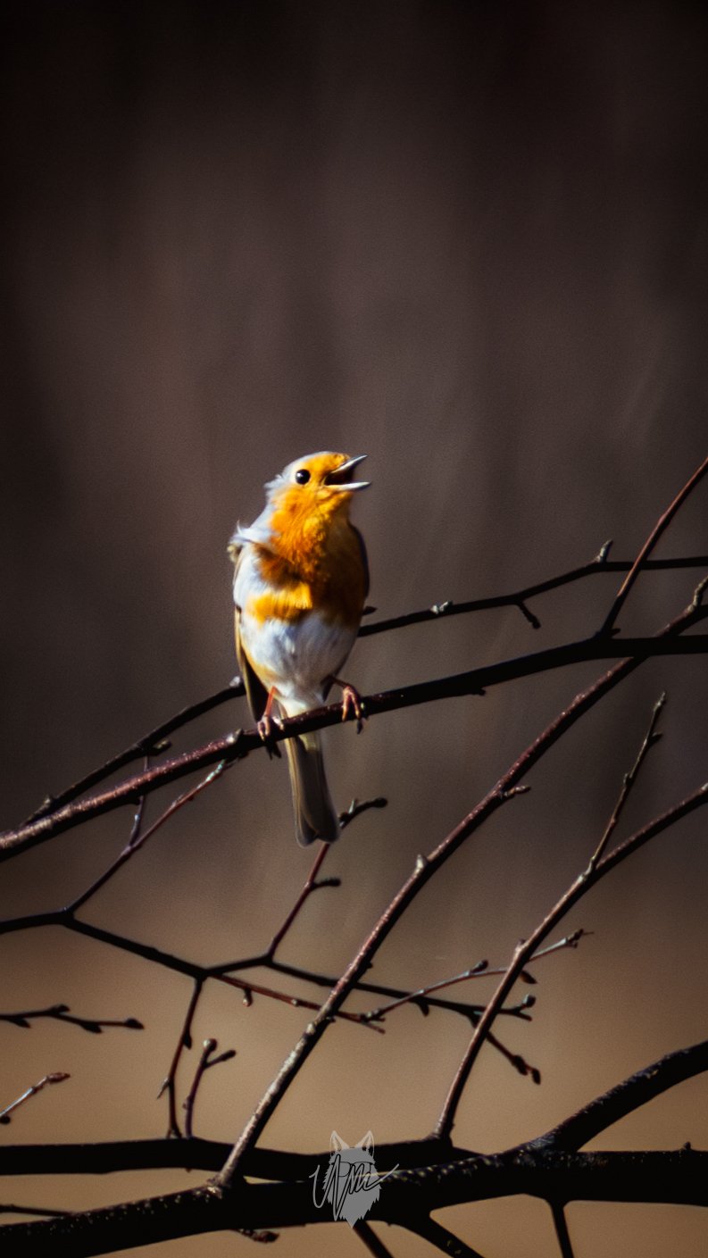 Schreeuwende Roodborstje